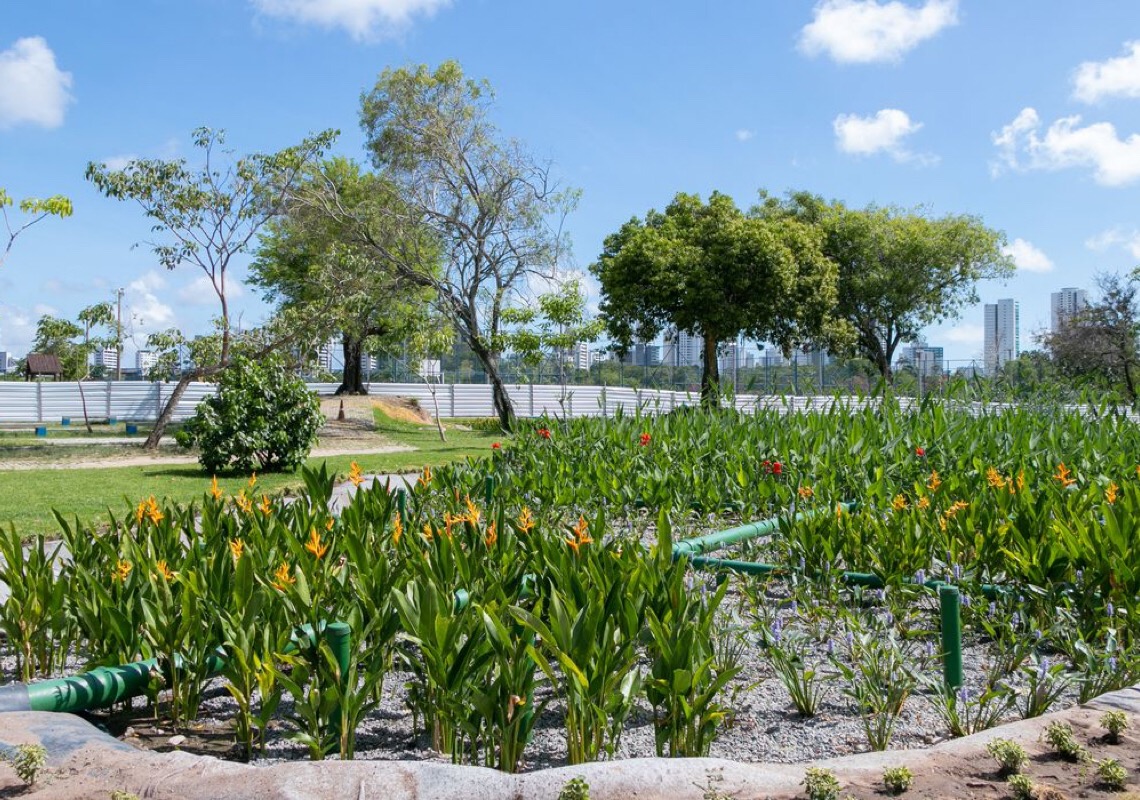 Jardins filtrantes despoluem águas de riacho que desagua no Capibaribe, no Recife