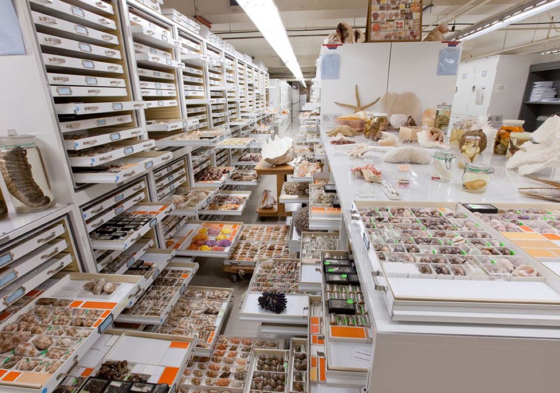 Museu Nacional integra estudo sobre 73 coleções de história natural 