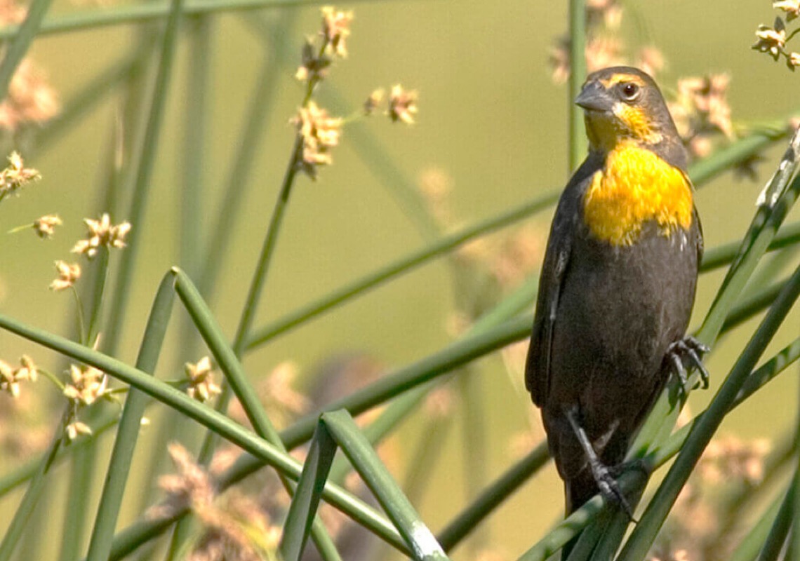 Fallon e região: 5 motivos para redescobrir o interior de Nevada