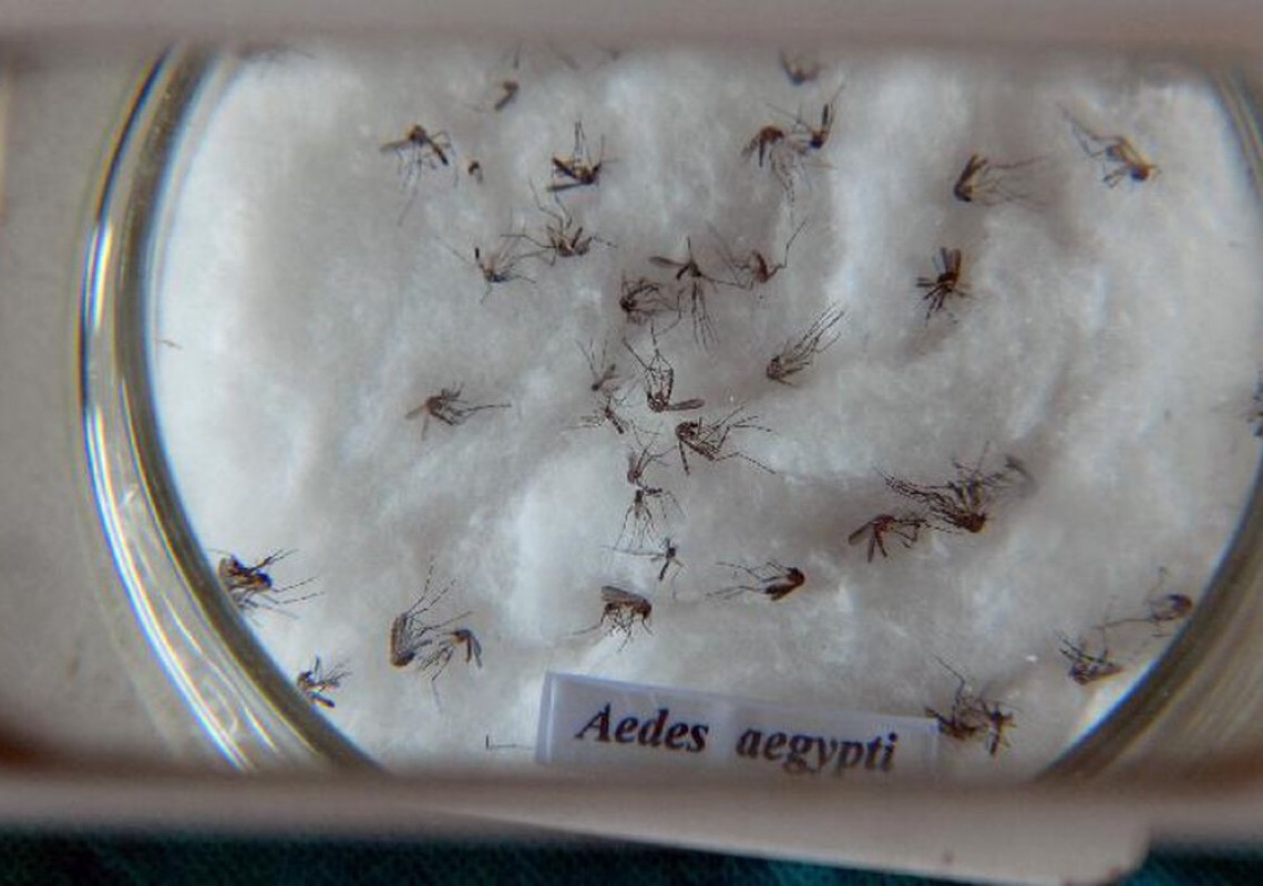 Brasil vai ampliar produção de mosquitos 