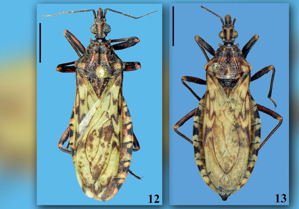 Variante genética protege indígena da Amazônia contra doença de Chagas