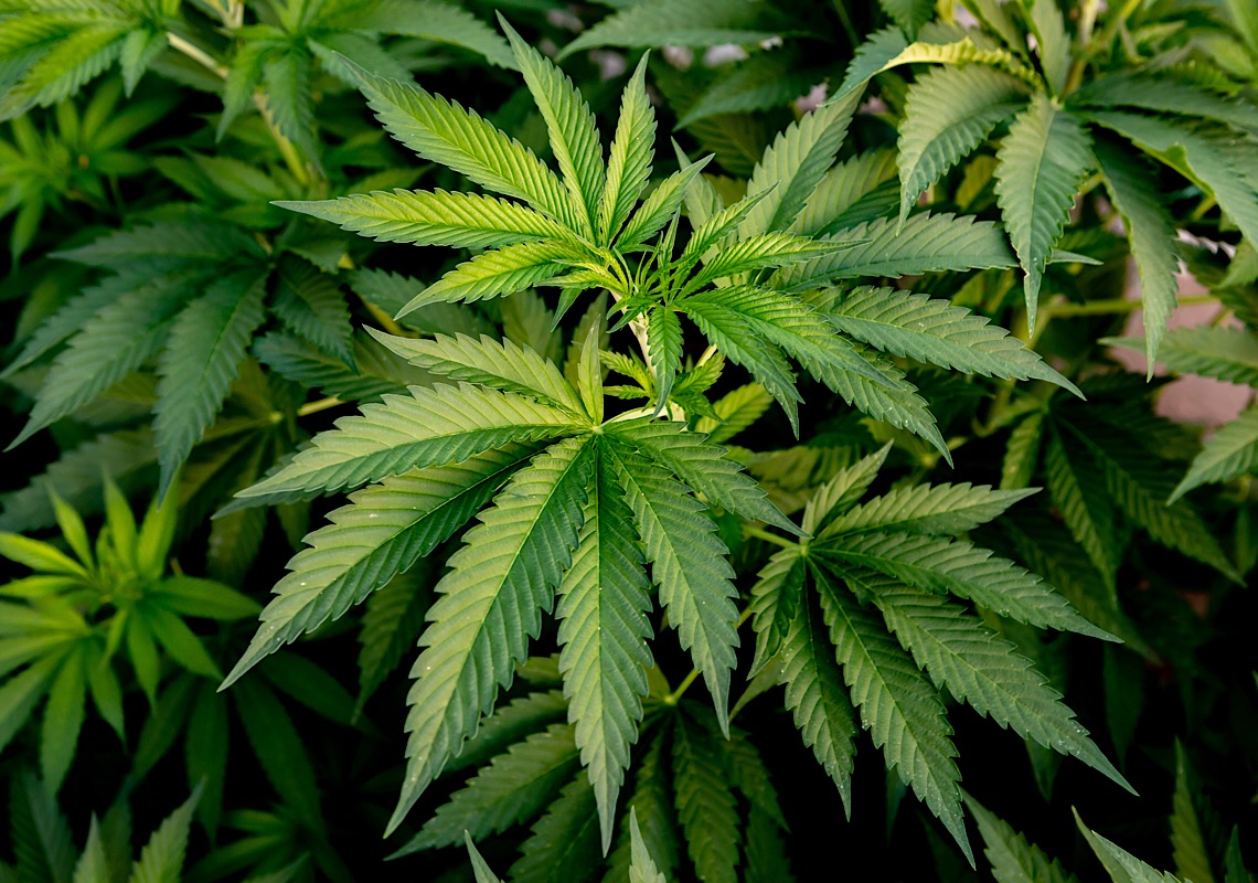 Autismo: "Cannabis Medicinal permitiu que meu filho tivesse vida social"