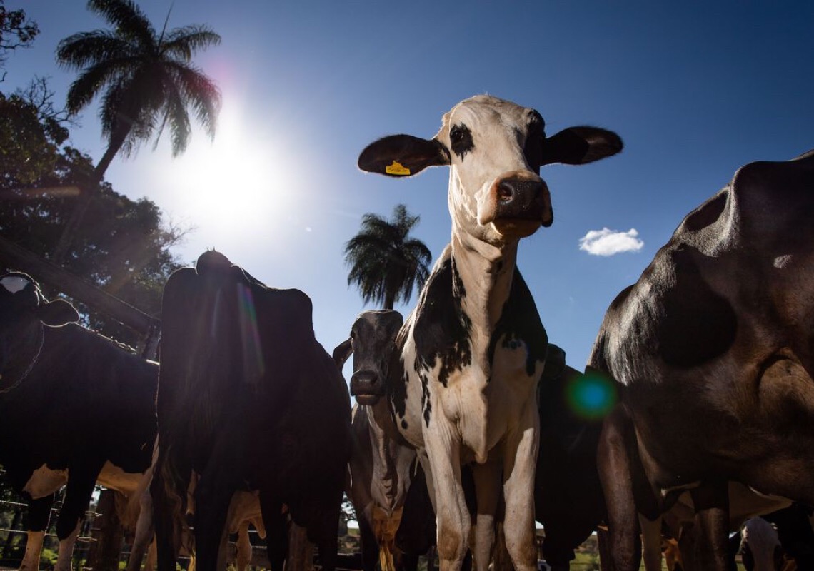 Rússia determina fim do embargo à carne bovina do Brasil, anuncia Itamaraty