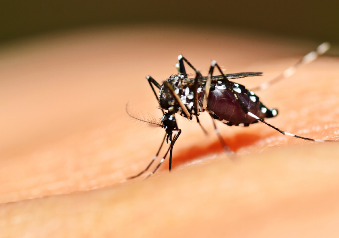 Saliva do mosquito pode enfraquecer a defesa do corpo contra dengue, diz estudo 