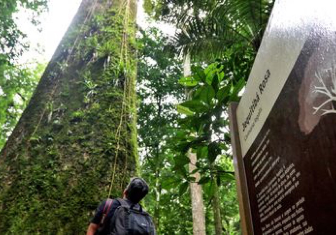 Jequitibá-rosa milenar é destaque em parque do Rio de Janeiro