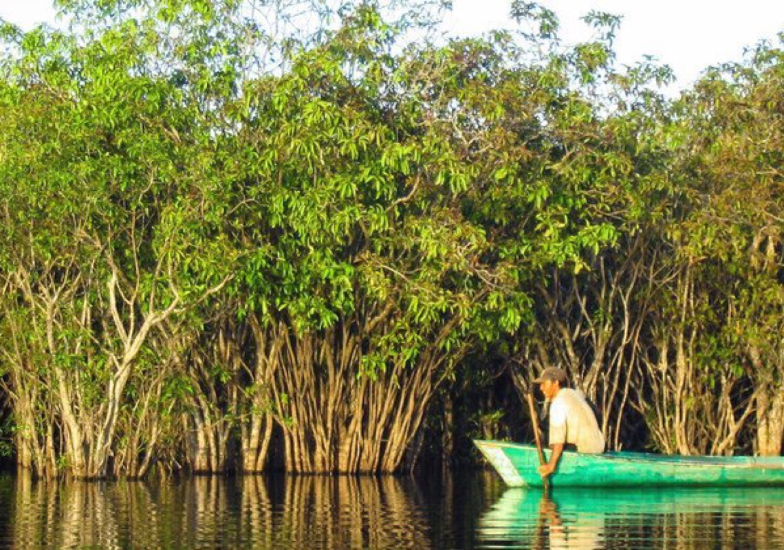 Destruição de mangues pode afetar mais de mil espécies, diz Pnuma