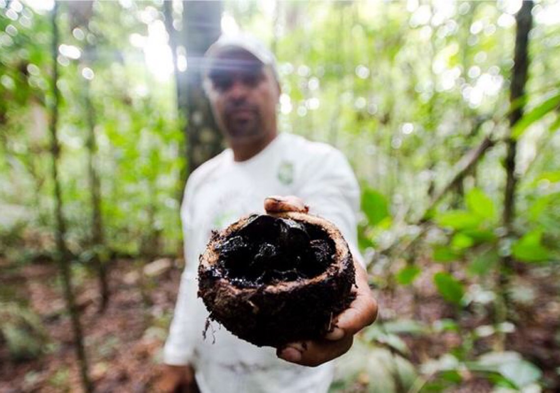 Banco Mundial propõe novo modelo de desenvolvimento para a Amazônia Legal brasileira