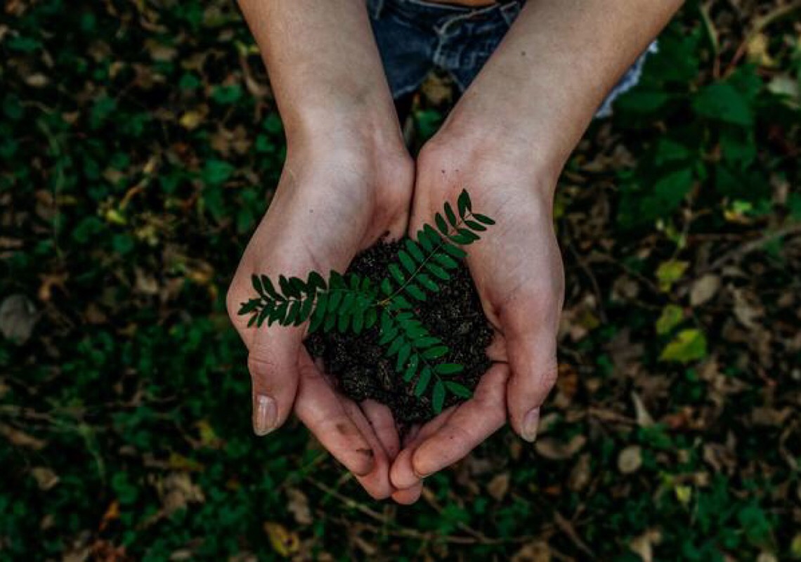 ONU quer sensibilizar consciências e ação no Dia Internacional da Saúde Vegetal