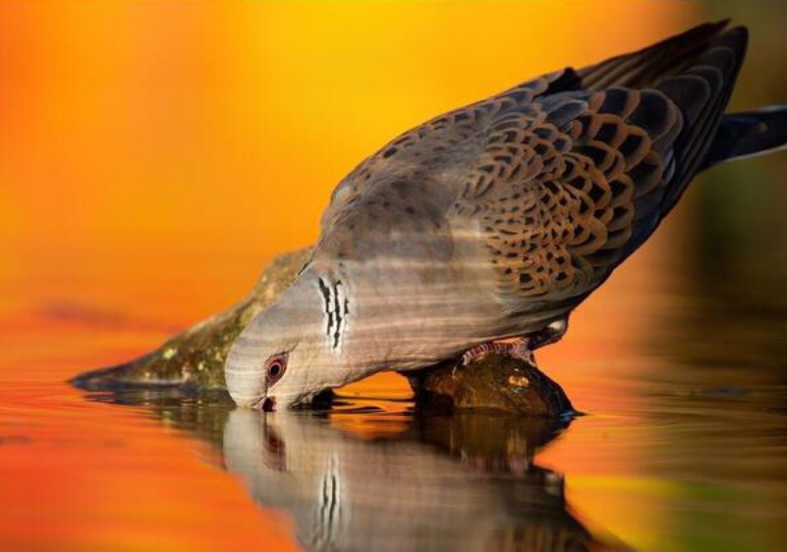 Dia Mundial das Aves Migratórias destaca importância da água 