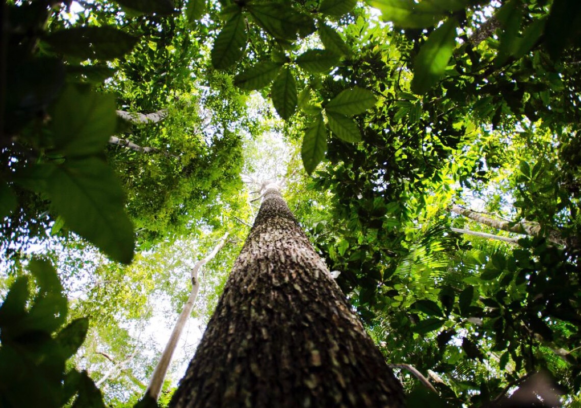 Alertas de desmatamento na Amazônia caem 68% em abril
