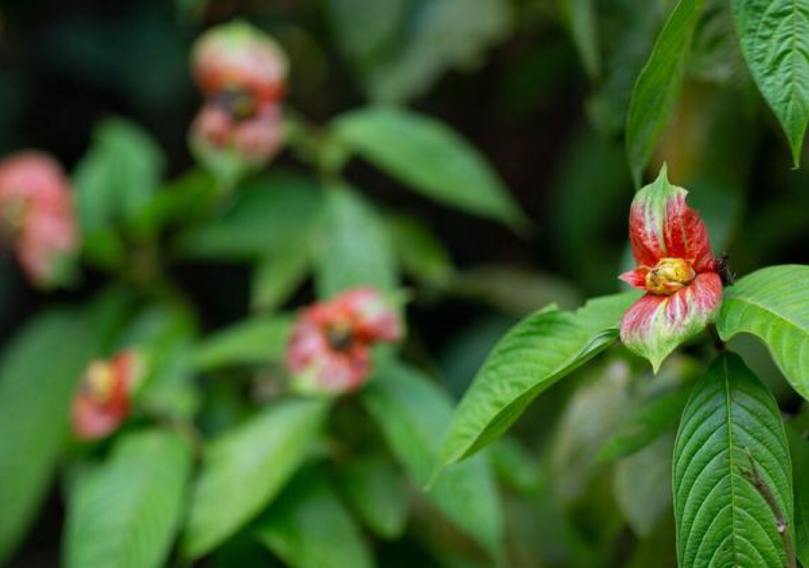 “Floresta não é só carbono, é também biodiversidade”, diz representante do Brasil