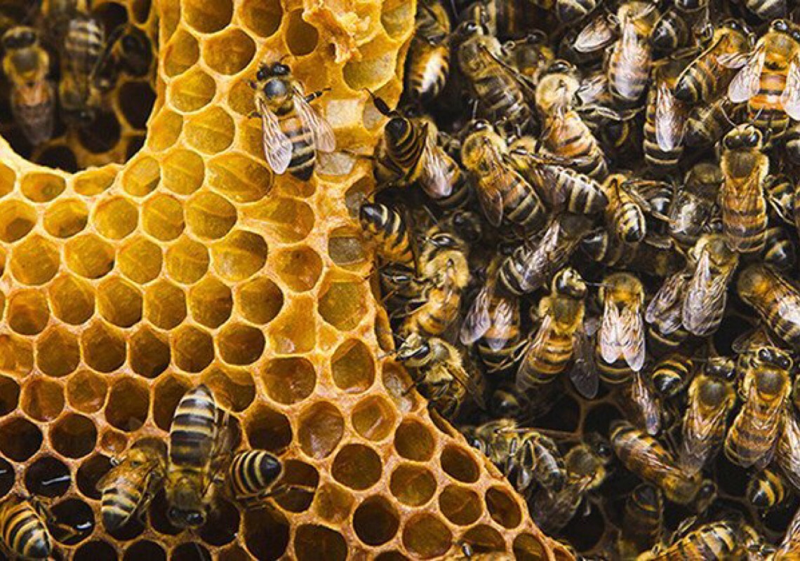 Dia Mundial da Abelha alerta sobre medidas contra declínio e perda de biodiversidade