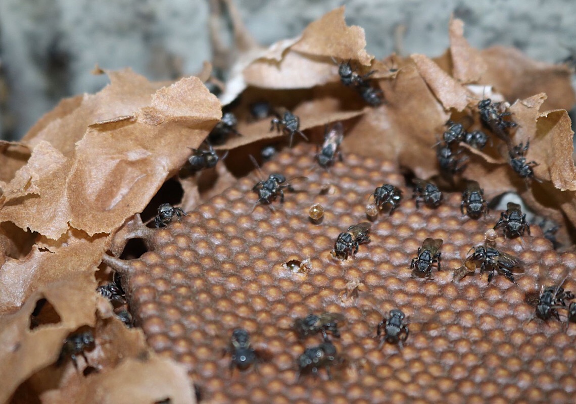 Pesquisadores do Inpa identificam nova espécie de abelhas-sem-ferrão