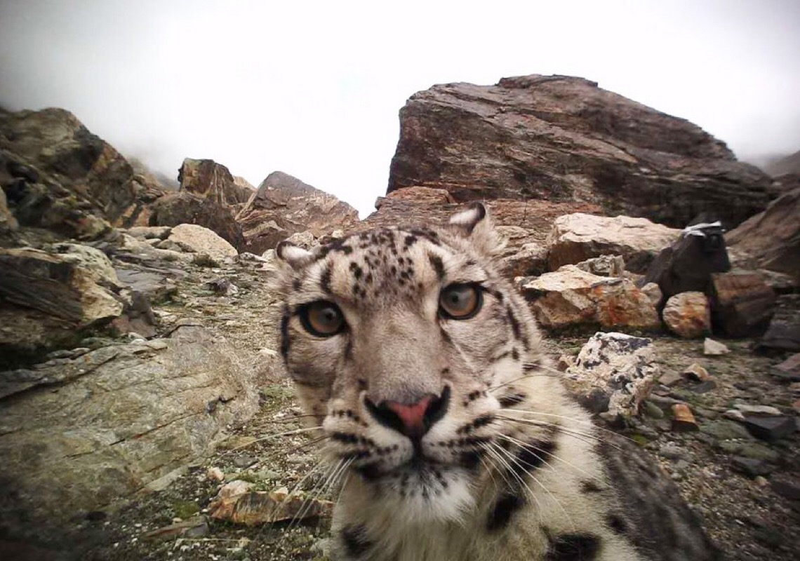 Estimativa aponta a existência de mais de 100 leopardos-das-neves na reserva de Qomolangma