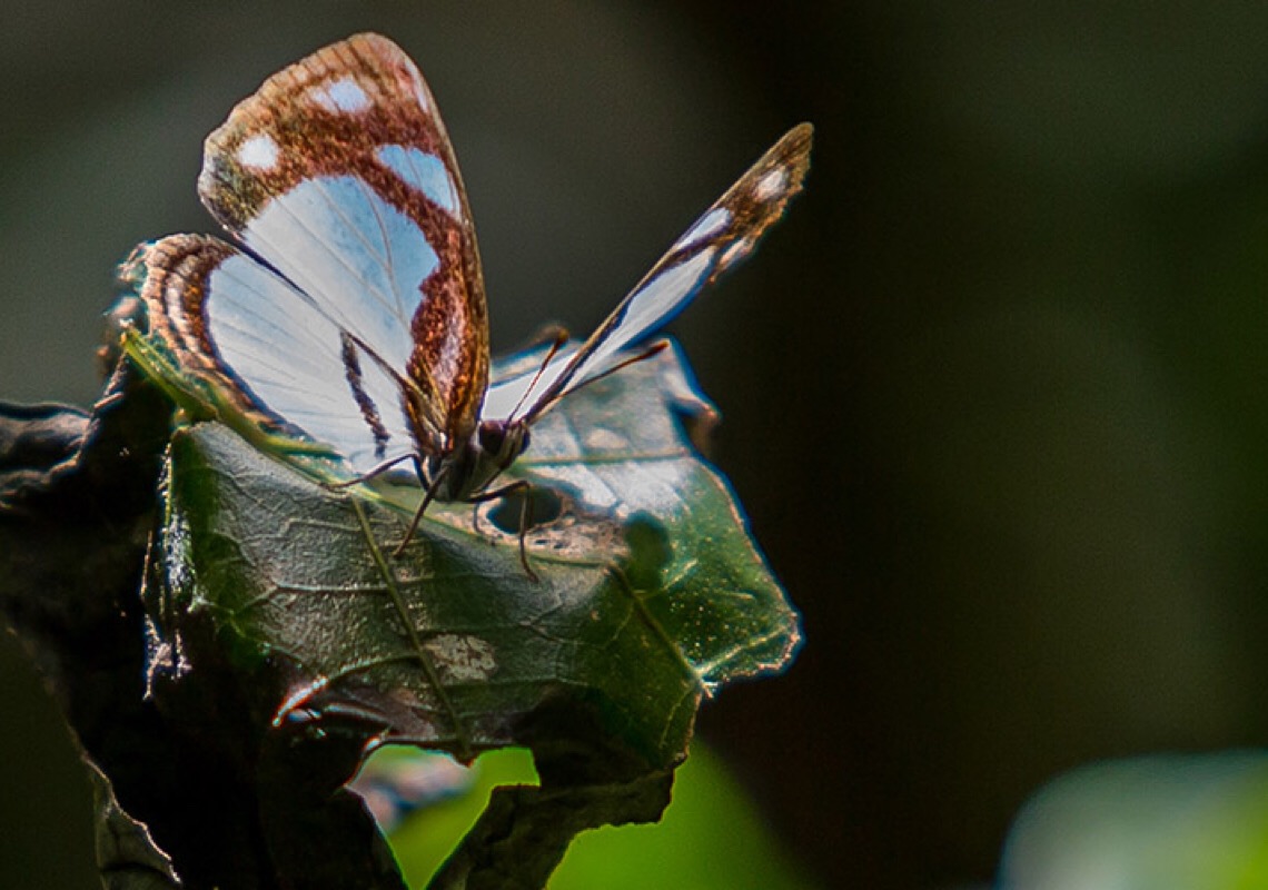 Reino Unido anuncia aporte para projeto ambiental na Amazônia