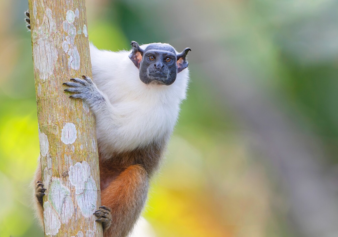 Live sobre animais do Bosque da Ciência marca o início da Semana do Meio Ambiente do Inpa