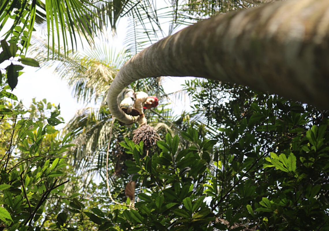 Juçara: a palmeira que reexiste na Mata Atlântica