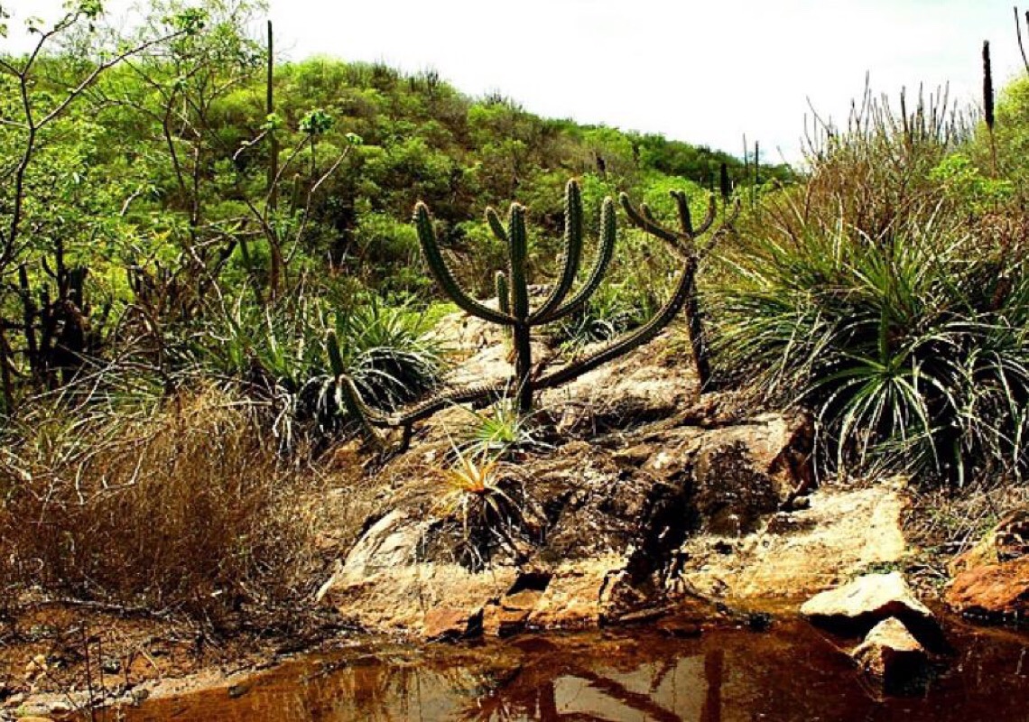 Pesquisa ajuda a prever impacto de mudanças climáticas na Caatinga e ganha prêmio internacional