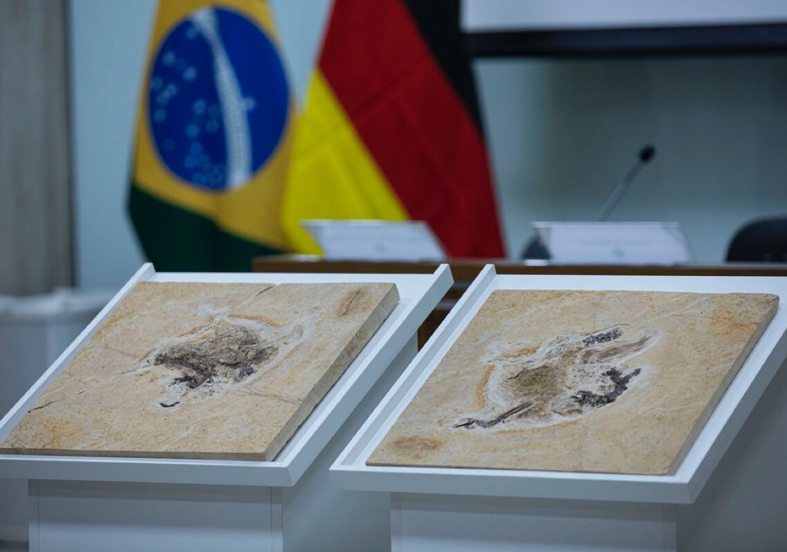 Alemanha devolve fóssil Ubirajara jubatus ao Cariri cearense