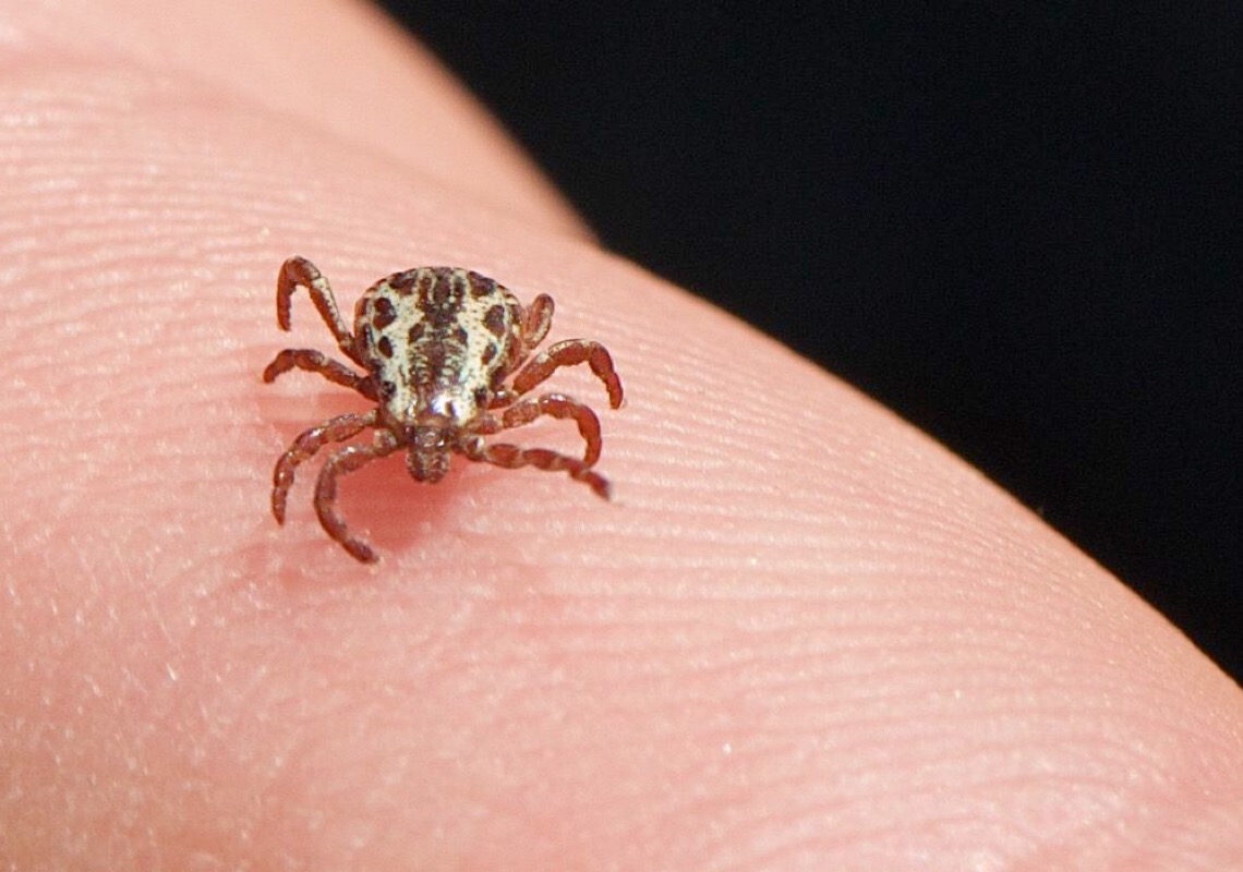 Tudo o que você precisa saber sobre a febre maculosa