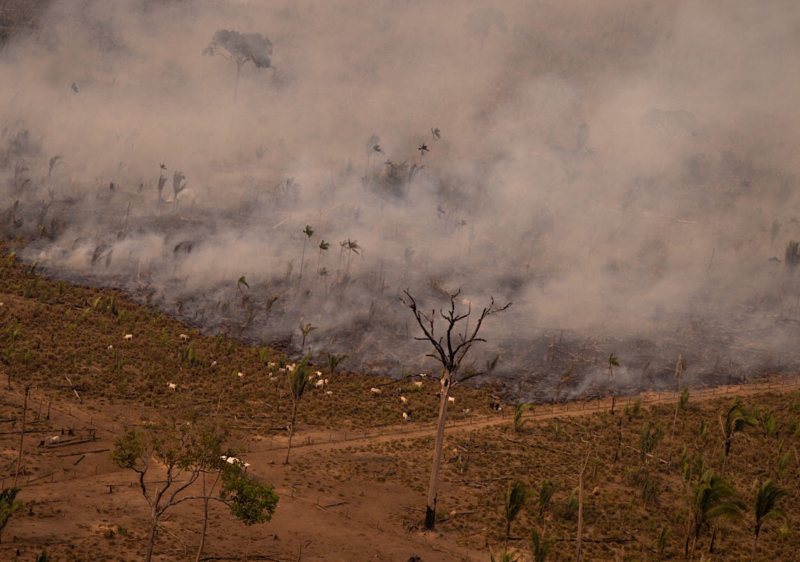 Pecuária, fogo e grilagem: conheça Lábrea, o novo epicentro do desmatamento na Amazônia