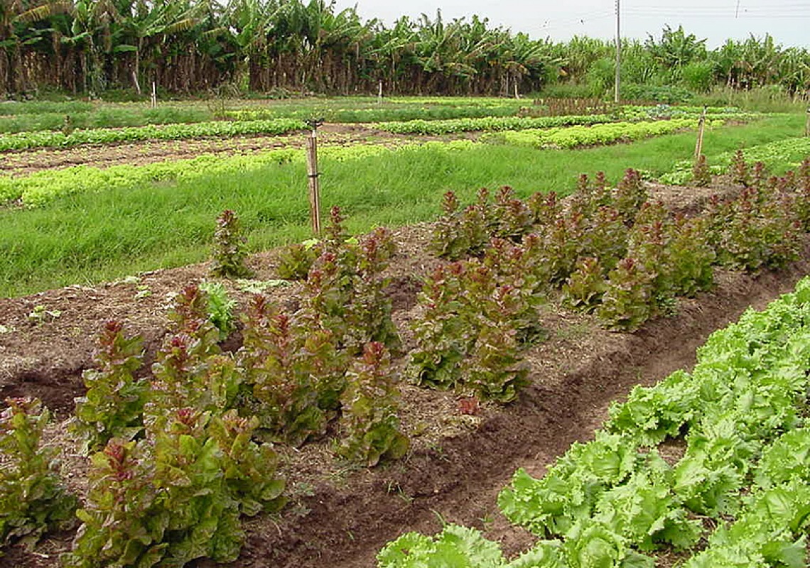 Projeto que incentiva produção agroecológica e orgânica deve sair do papel na Assembleia de SP