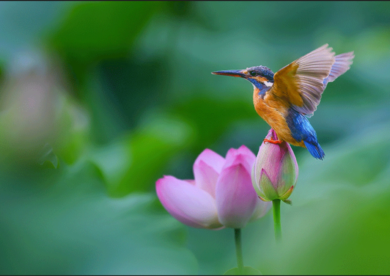 Flores de lótus começam a florescer em toda a China com a chegada do verão