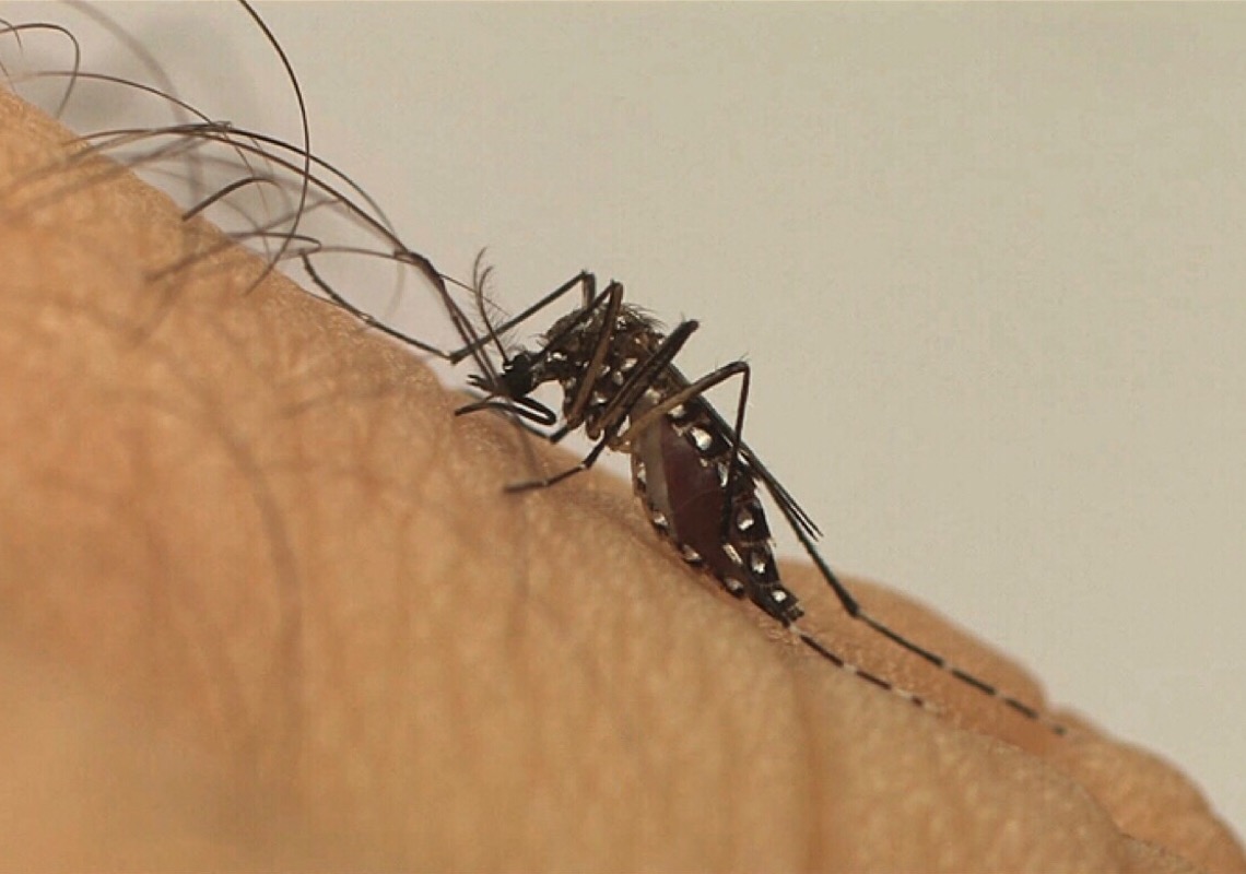 O que precisa para a vacina contra a dengue chegar ao SUS?