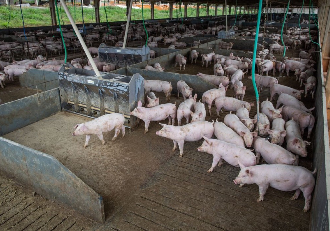 CIAS amplia custos de produção de suínos para mais três estados