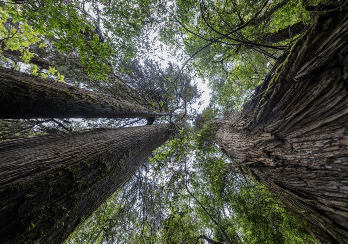  Estudo revela porque árvores mudam para cima sob aquecimento global