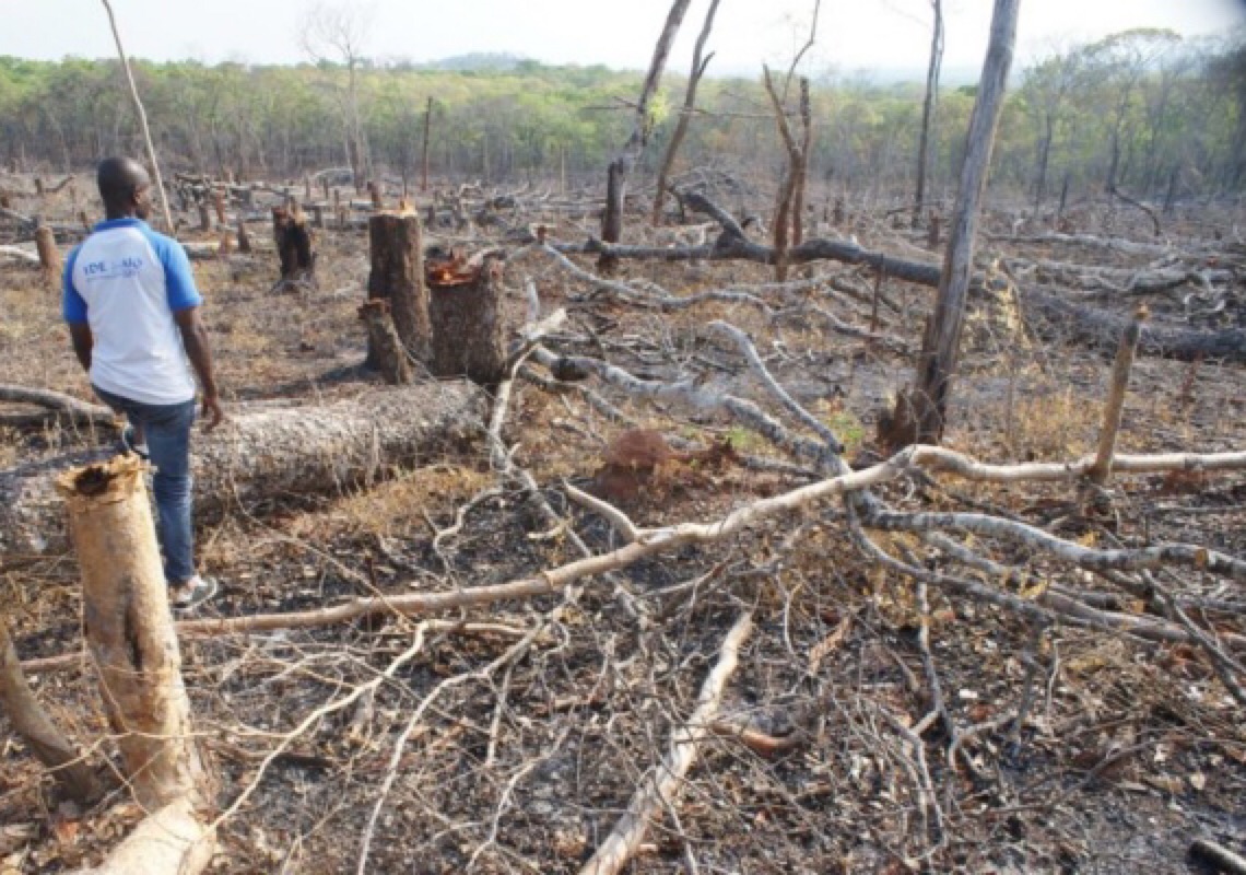 Moçambique perde mais de 260 mil hectares de florestas por ano