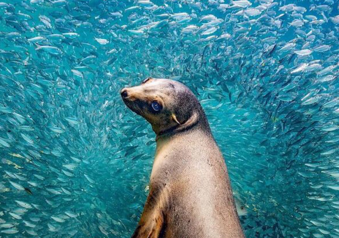 Inscrições para Programa de Bolsas de estudos sobre oceanos vão até 8 de setembro de 2023
