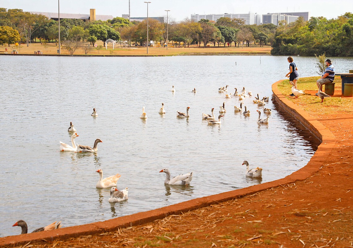 Governo do Distrito Federal vai tirar pinheiros do Parque da Cidade e retomar projeto de Burle Marx