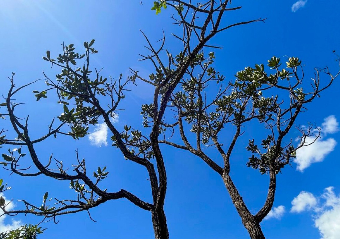 Alertas de desmatamento batem recorde no Cerrado