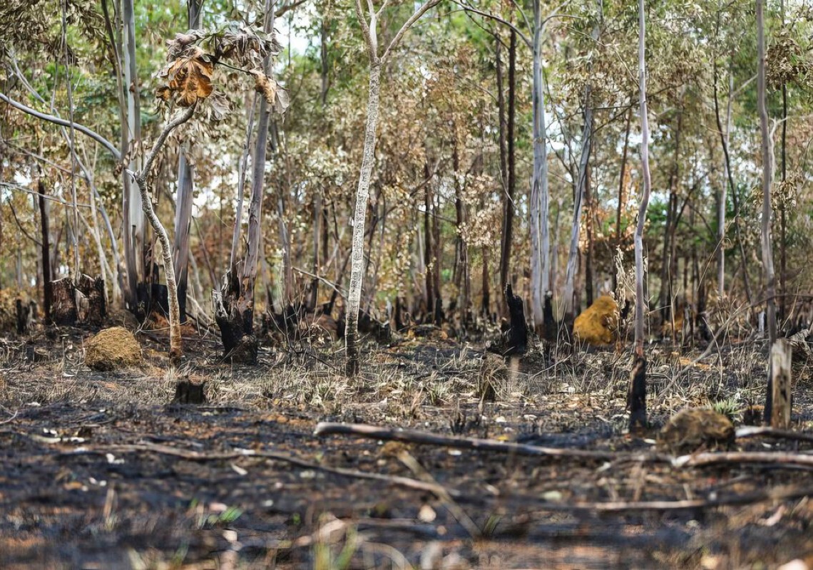 Combate ao desmatamento no Cerrado exige plano específico, alerta WWF