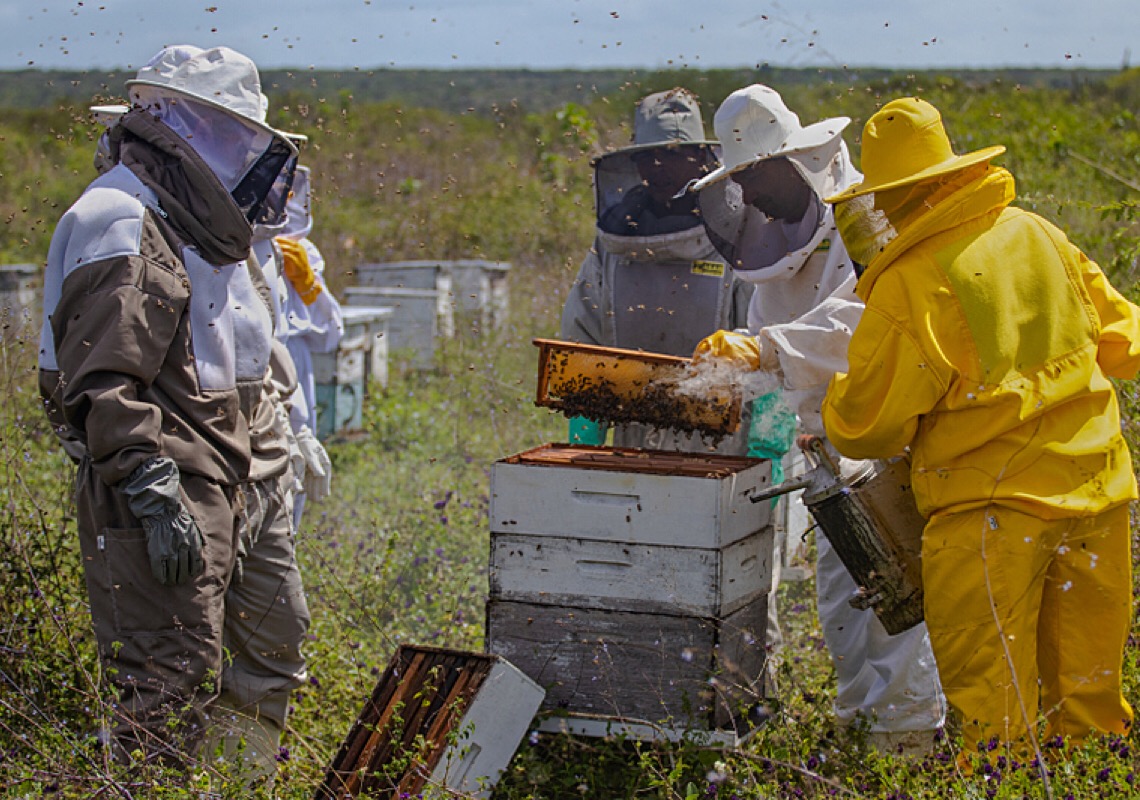 Pelo menos 90 milhões de abelhas morreram por pulverização de agrotóxico na Bahia