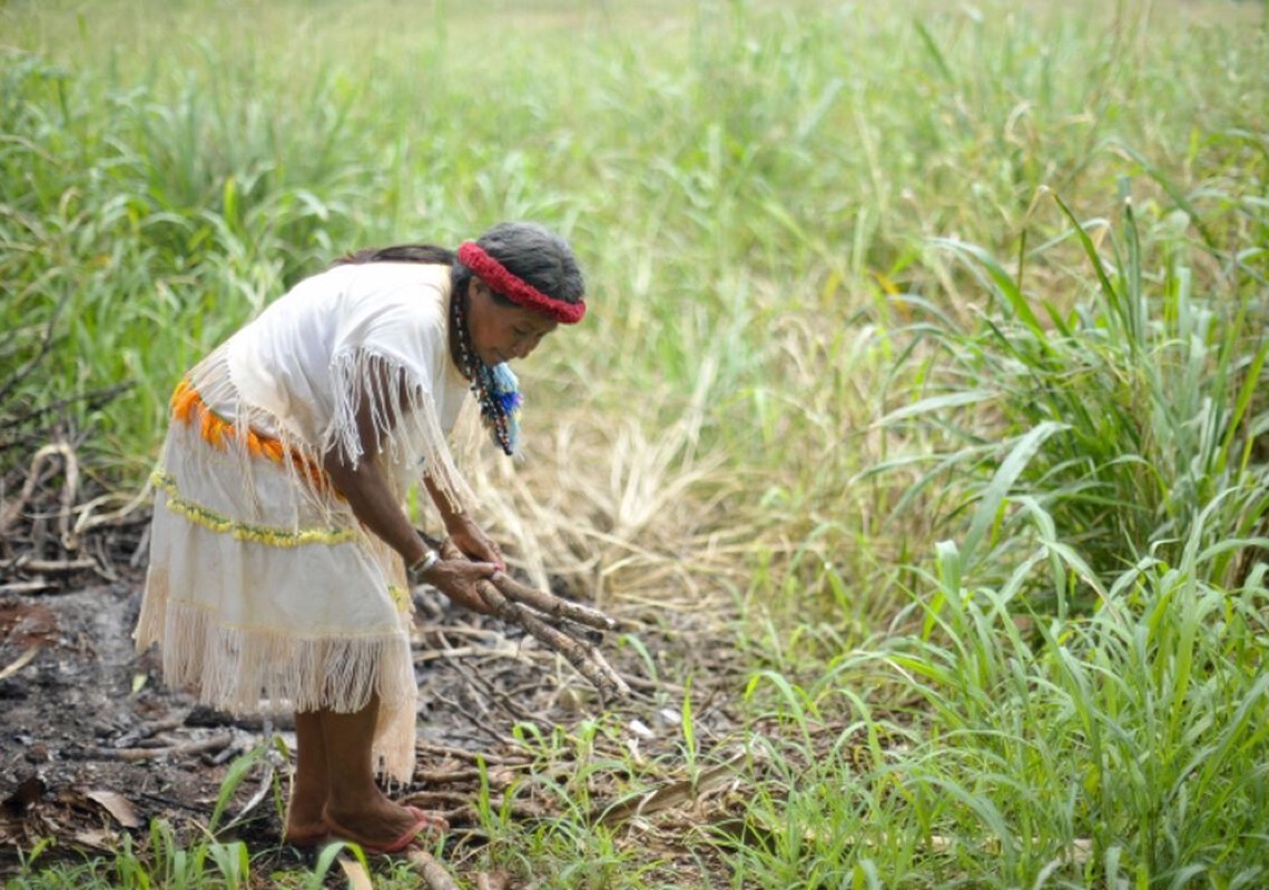 Plantas bem cuidadas alimentam melhor e ajudam o clima, diz movimento