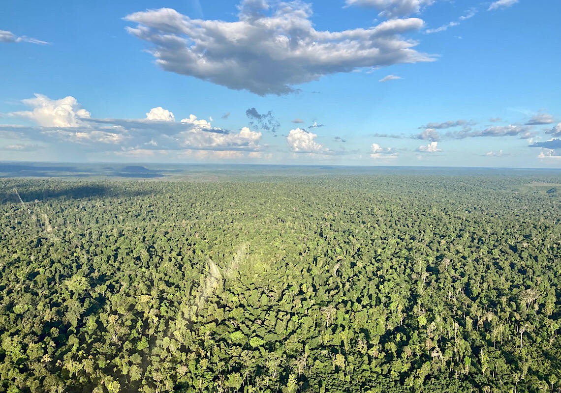 Projetos de reflorestamento para gerar crédito de carbono viram realidade na região amazônica