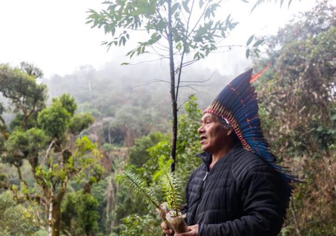 ONG brasileira que busca proteger araucária da extinção vence prêmio da ONU