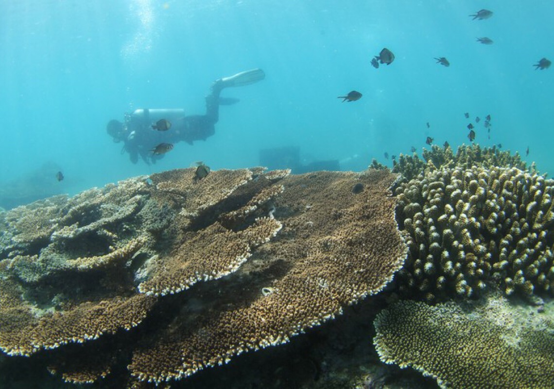 Pesquisadores chineses propõem conceito de bombeamento ecológico de recifes de coral