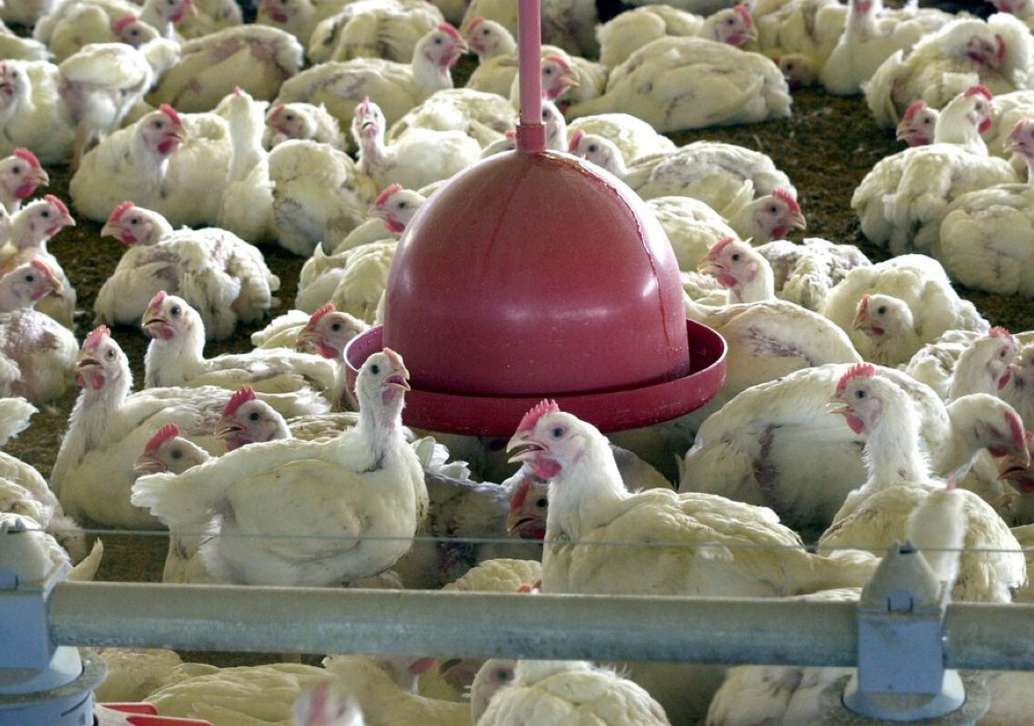 Japão retira embargo à importação de carne de frango de Santa Catarina