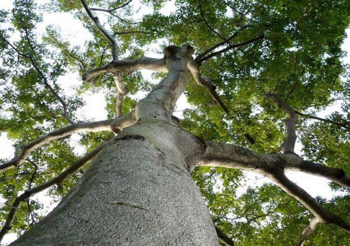 Governo lança plano de preservação de árvores em extinção na Bahia