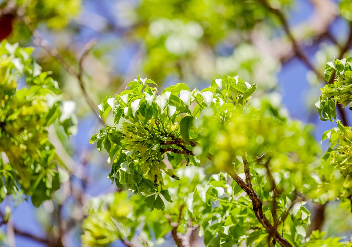 Flores verdes: ipês mais raros começam a florescer em Brasília
