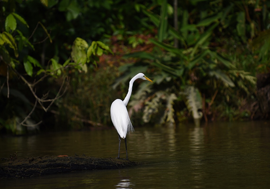 Emissões de carbono na Amazônia registraram um forte aumento em 2019 e 2020