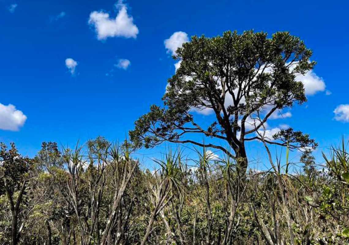 Desmatamento do Cerrado ameaça segurança hídrica de todo o Brasil