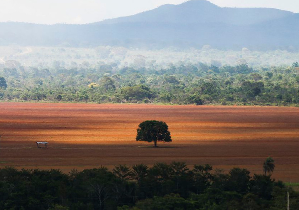 Eclipsado pela Amazônia, desmatamento no Cerrado brasileiro está aumentando e preocupa especialistas