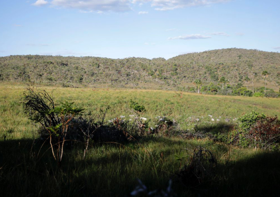 Campeãs em desmatamento, terras privadas têm 62% do Cerrado nativo 