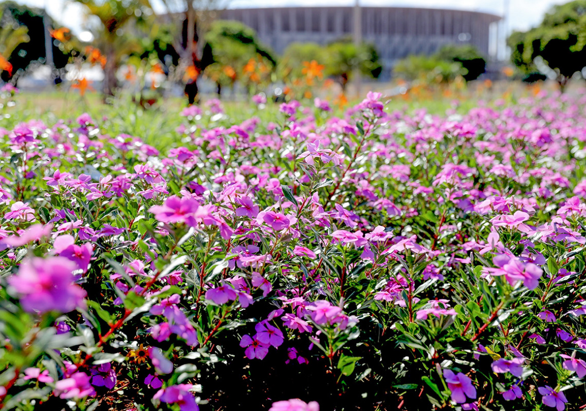 Chegada da primavera altera paisagem do DF e é promessa de trégua da seca