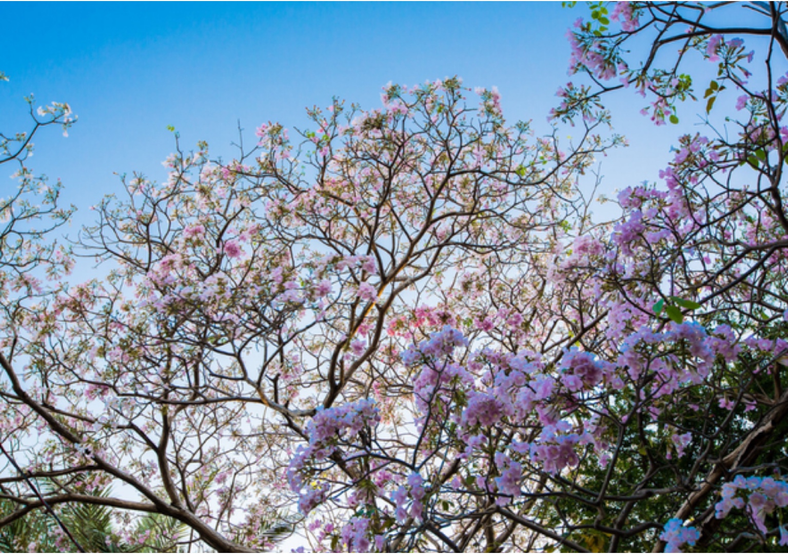 Cores dos Ipês desabrocham nas cidades brasileiras e encantam turistas