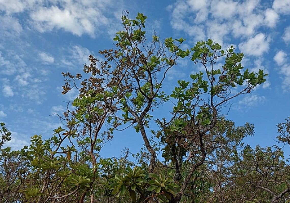 É preciso dedicar ao Cerrado a mesma atenção que é dada ao Bioma Amazônico